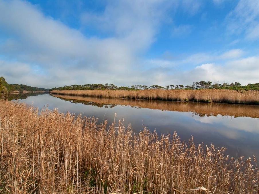 Exploring Bald Hill Wetland: Conservation Efforts and Avian Watching