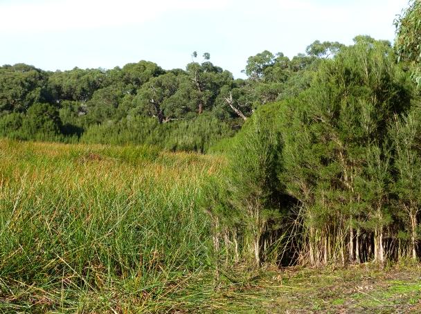 The Importance of Wetland Preservation at Bald Hill for Birdwatching