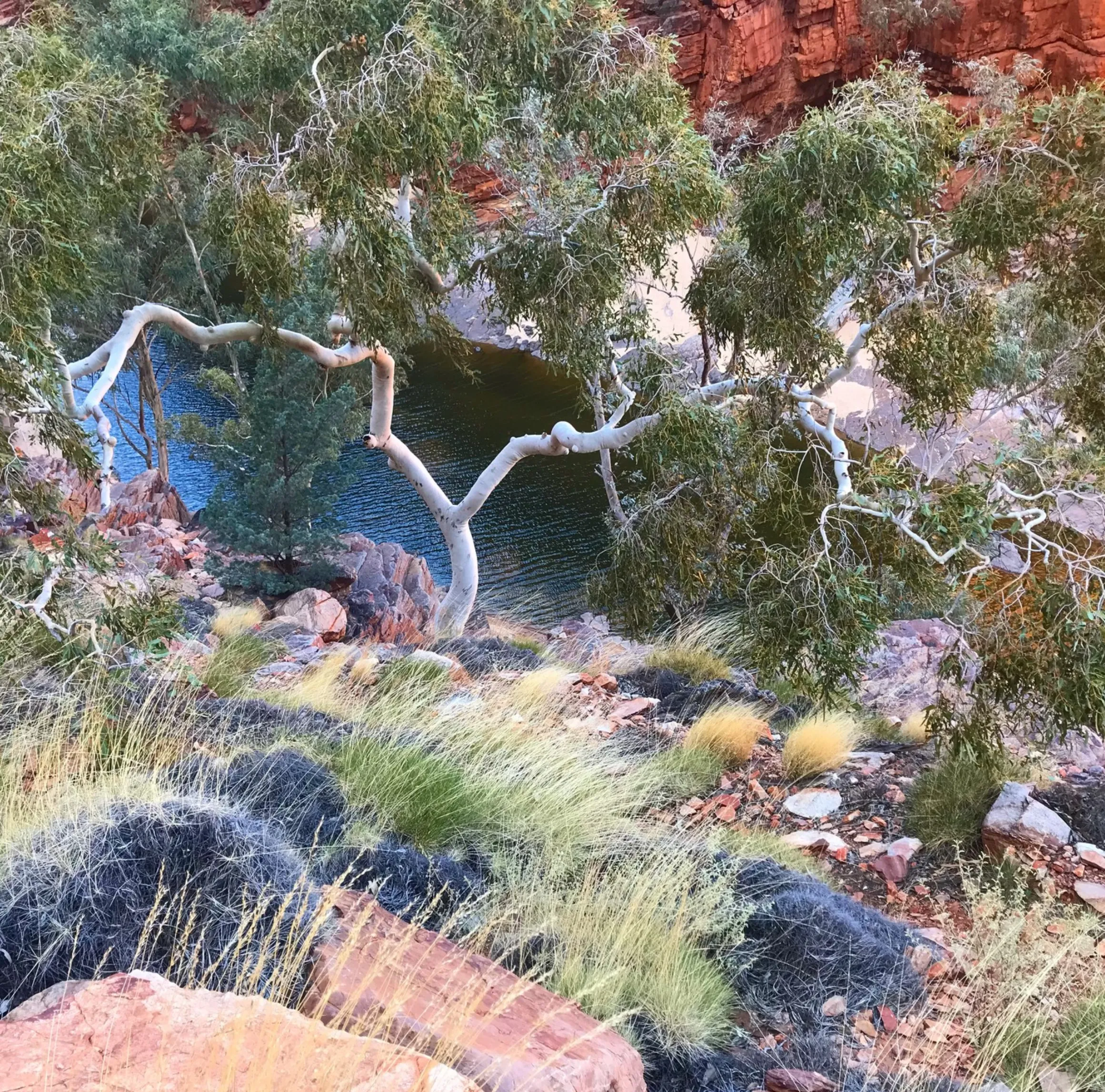 Ormiston Gorge, Larapinta